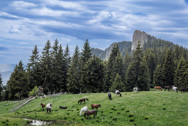 Manada de caballos que comen hierba, beben agua y pastan en praderas con abetos contra el fondo de las montañas y el cielo