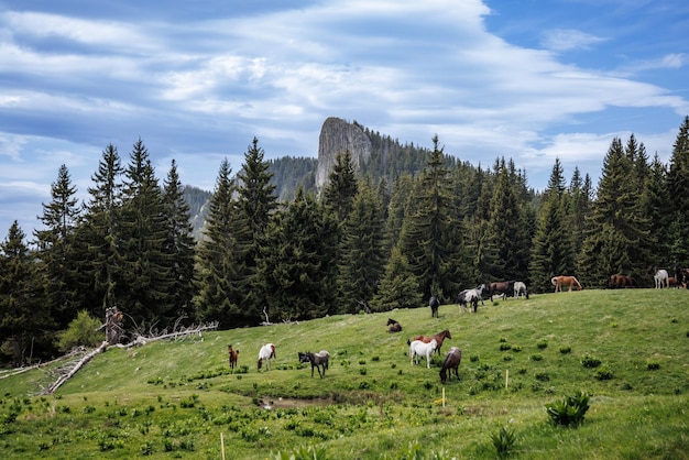 Manada de caballos que comen hierba, beben agua y pastan en praderas con abetos contra el fondo de las montañas y el cielo