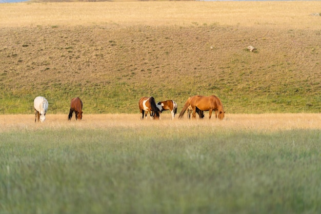 Una manada de caballos salvajes pasta en las montañas