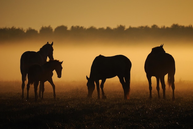 Una manada de caballos de yeguas con potros camina en un campo contra el telón de fondo de la niebla al amanecer