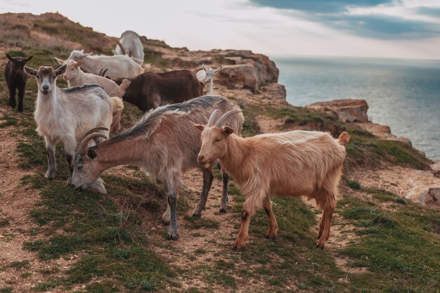 Una manada de cabras montesas de pie en un campo