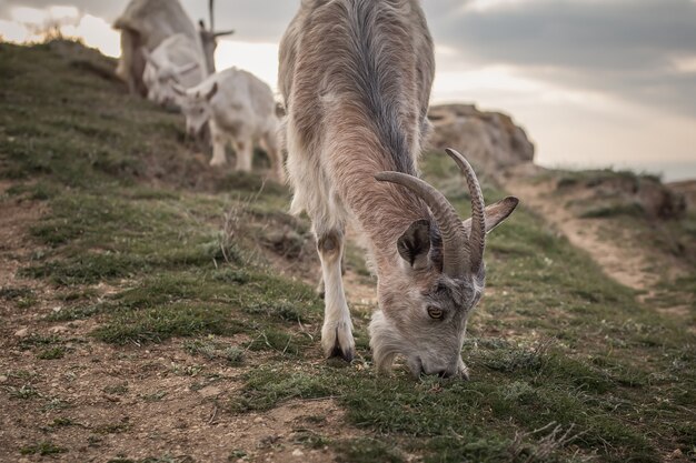 Una manada de cabras montesas de pie en un campo