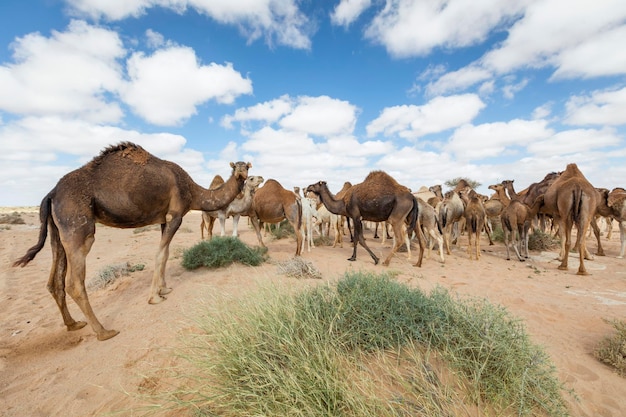 Manada de camellos en el sahara marroquí Camellos en el desierto marroquí