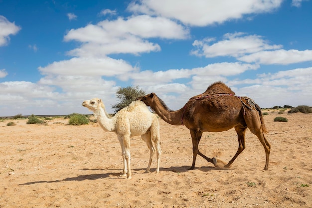 Manada de camellos en el sahara marroquí Camellos en el desierto marroquí