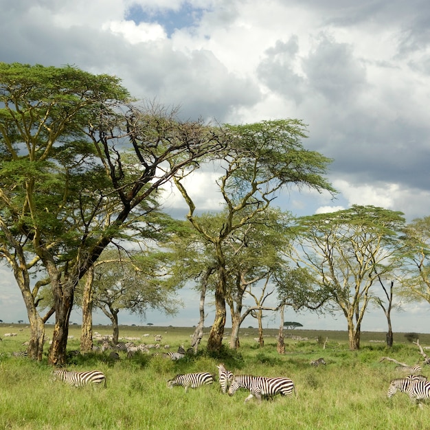 Manada de cebras en la llanura del serengeti