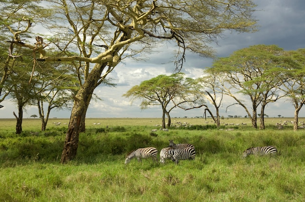 Foto manada de cebras en la llanura del serengeti