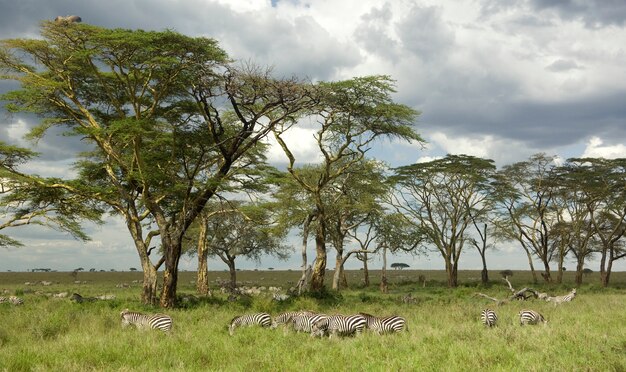 Manada de cebras en la llanura del serengeti