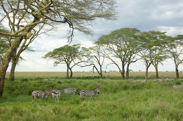 Foto manada de cebras en la llanura del serengeti