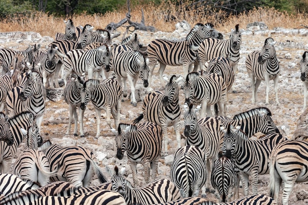 Manada de cebras Parque Nacional Etosha Namibia