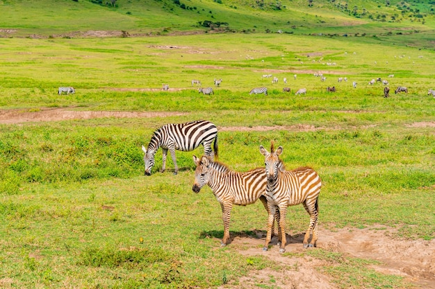 Una manada de cebras en el Área de Conservación de Ngorongoro, Tanzania.