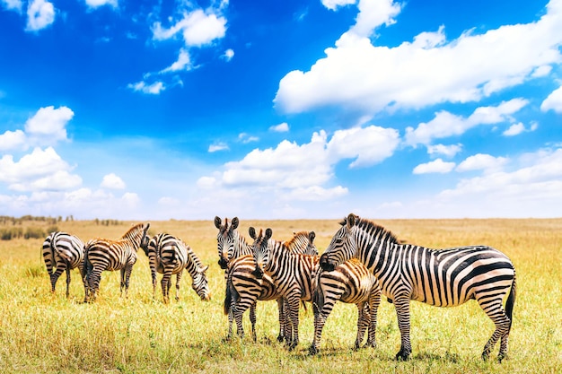 Manada de cebras en la sabana africana en el Parque Nacional Serengeti contra el cielo azul con nubes. Paisaje de naturaleza salvaje. Tanzania, África. Concepto de safari.