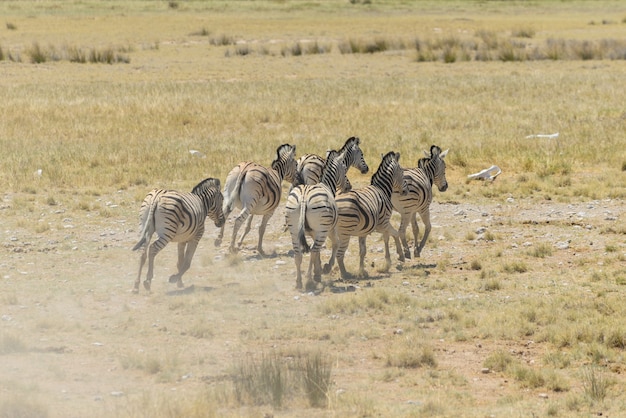 Manada de cebras salvajes corriendo en la sabana africana