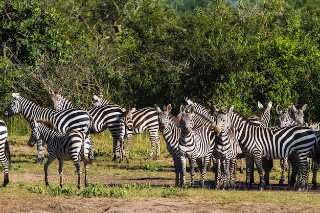 Manada de cebras en el Serengeti. Tanzania, África