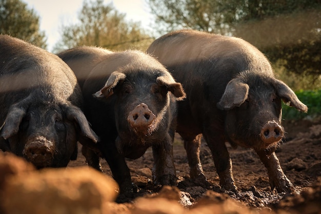 Manada de cerdos domésticos oscuros parados en la tierra y mirando a la cámara mientras pastan en el bosque en un día soleado