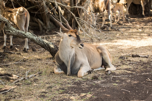 manada de ciervos africanos en la naturaleza. Mauricio