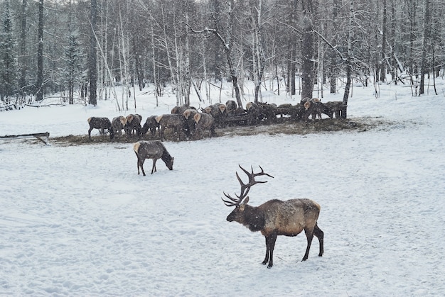 Foto manada de ciervos alimentándose en invierno en una finca de maral