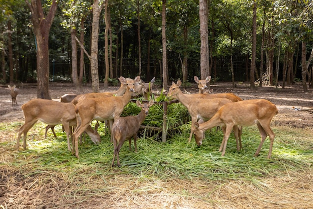 Manada de ciervos comiendo hierba en el zoológico