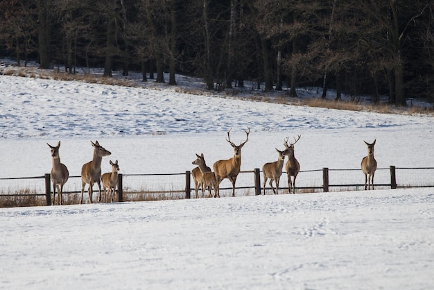 Una manada de ciervos en invierno Ciervos en la nieve