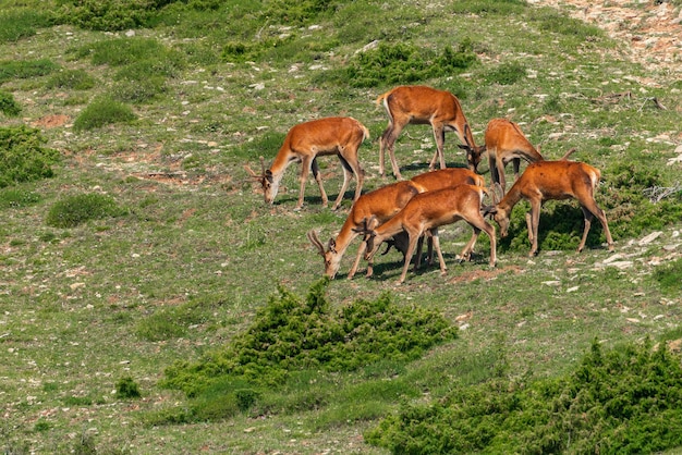 Una manada de ciervos pasta en la ladera de una montaña