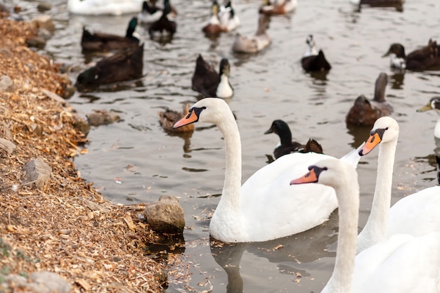 Una manada de cisnes y patos en un lago en un parque de la ciudad.