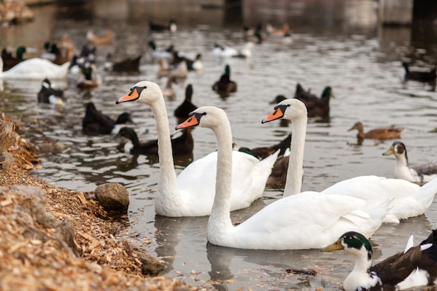 Una manada de cisnes y patos en un lago en un parque de la ciudad.