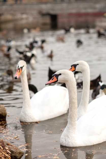 Una manada de cisnes y patos en un lago en un parque de la ciudad.