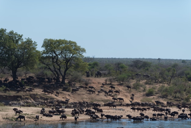 Foto manada de búfalos do cabo