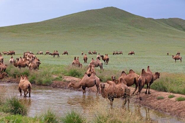 Manada de camelos bactrianos bebendo água nas estepes