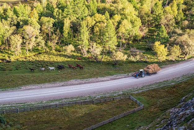 Manada de cavalos e um trator com feno na estrada Paisagem rural de outono Montanha Altai da Rússia