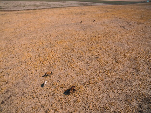 Manada de cavalos em La Pampa Argentina Vista aérea