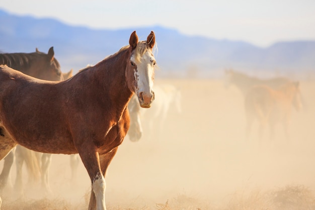 Foto manada de cavalos empoeirados