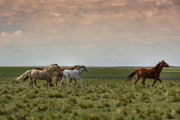 Manada de cavalos no interior da província de La Pampa Patagônia Argentina