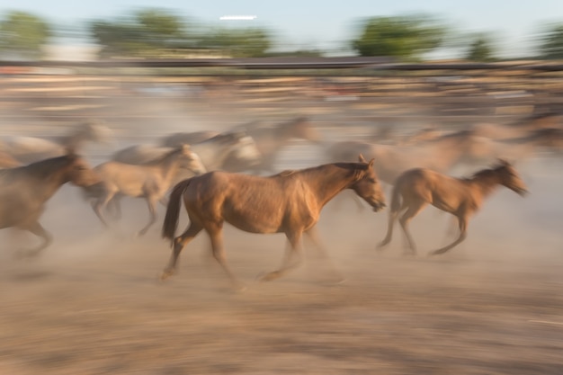 Manada de cavalos no movimento borrado.