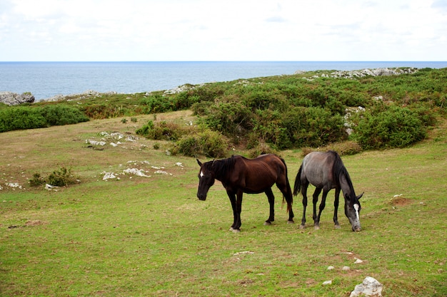 Manada de cavalos pastando