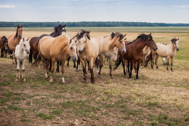 Manada de cavalos selvagens atravessam o campo