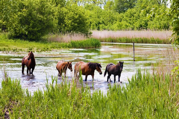Manada de cavalos selvagens da estepe no rio