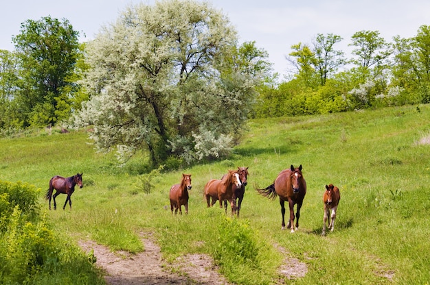 Manada de cavalos selvagens da estepe pastando