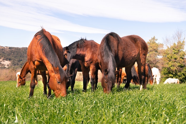 Manada de cavalos selvagens marrom pastando no pasto no paraíso de grama verde na primavera, vista de frente