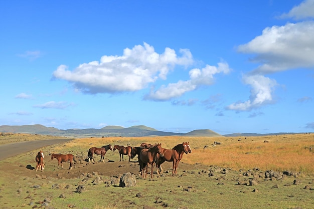 Manada de cavalos selvagens pastando na beira da estrada na ilha de páscoa, chile, américa do sul