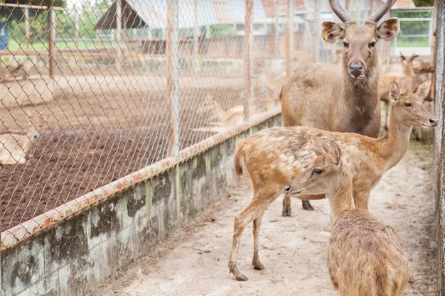 Foto manada de cervo em uma gaiola