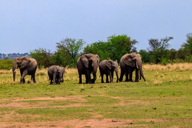 Manada de elefantes africanos na savana do Parque Nacional Serengeti, na Tanzânia