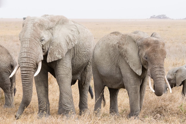 Manada de elefantes do Parque Nacional Serengeti, na Tanzânia, na África. Vida selvagem africana