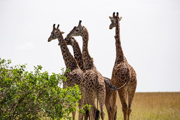 Manada de girafas no Parque Nacional Masai Mara, no Quênia