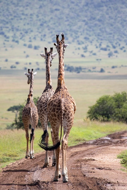 Manada de girafas no Parque Nacional Masai Mara, no Quênia