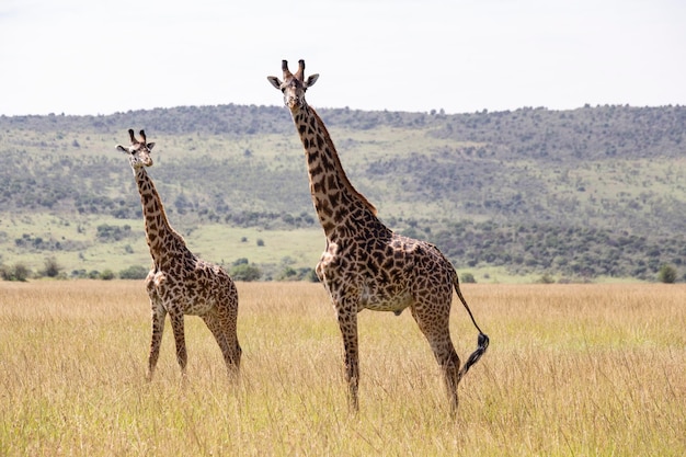 Manada de girafas no Parque Nacional Masai Mara, no Quênia