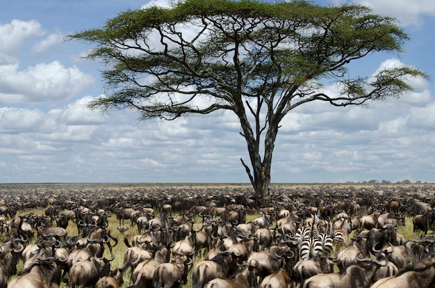 Manada de gnus migrando no Parque Nacional Srengeti