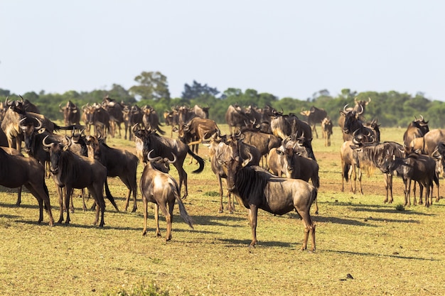 Manada de gnus no início da travessia do rio Mara, Quênia, África