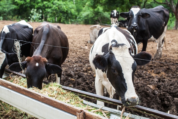 Manada de vaca leiteira na fazenda