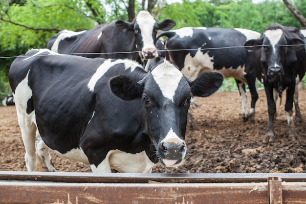 Manada de vaca leiteira na fazenda