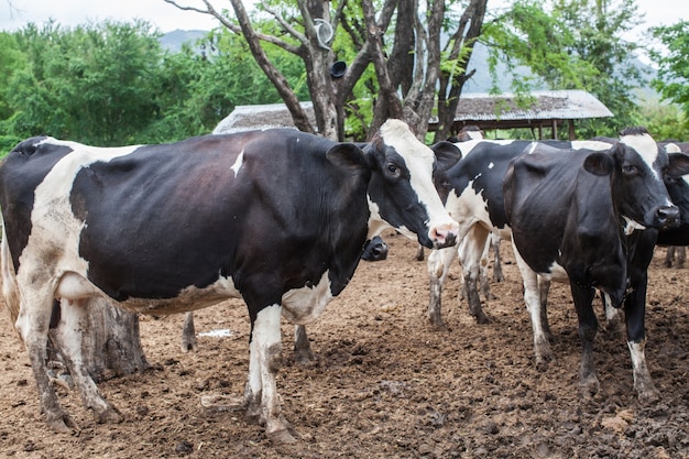 Manada de vaca leiteira na fazenda